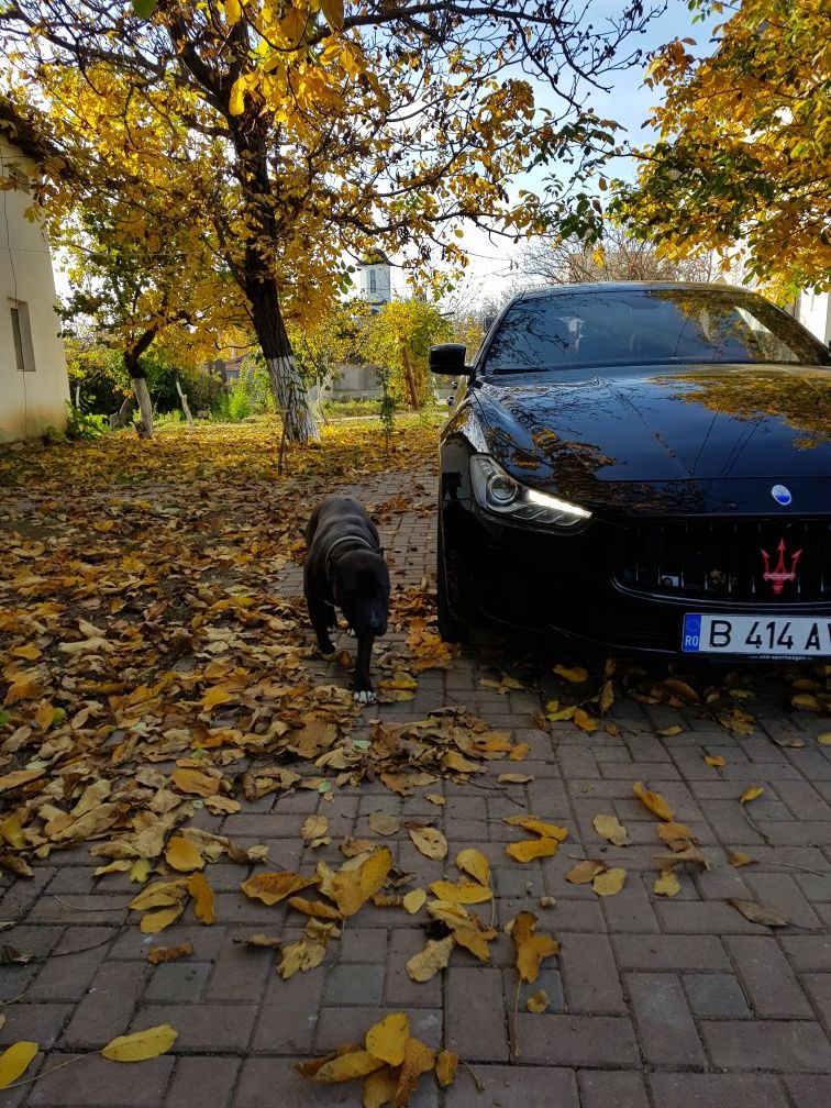 vand Maserati Ghibli