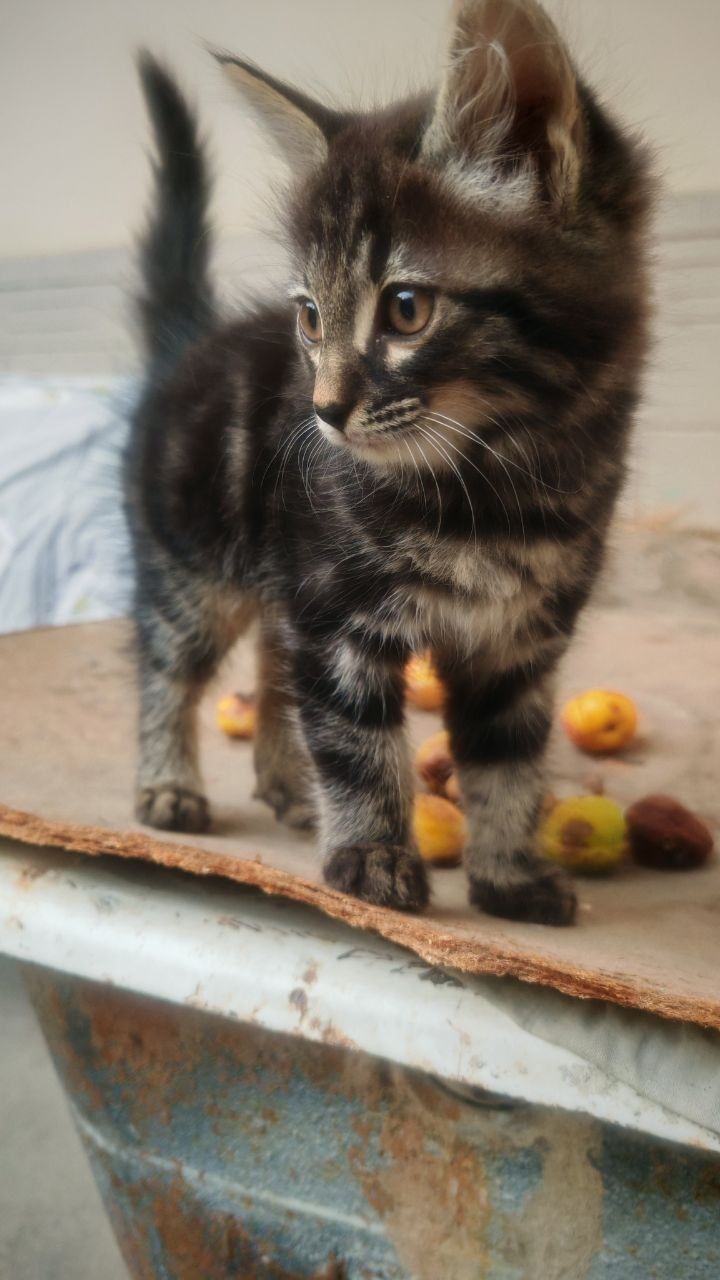 Котонок мей кун малчик