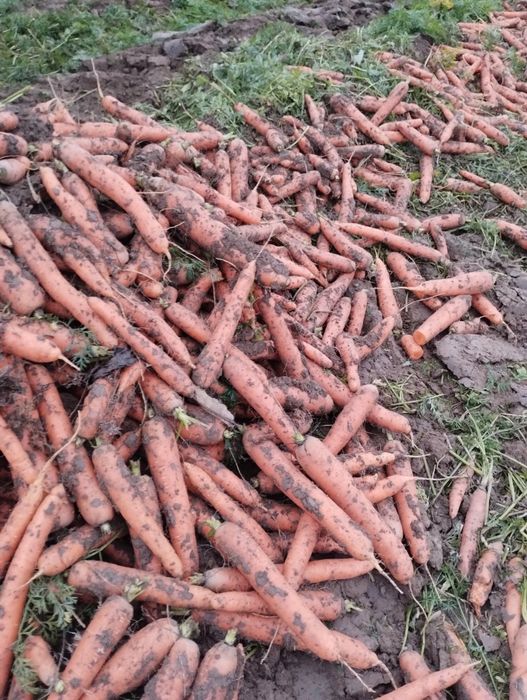 Legume rădăcinoase