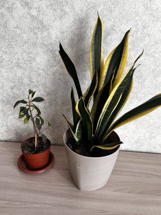 Комнатные  растения Сансеверия