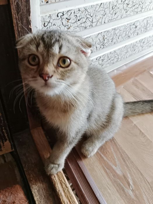 Разные котята Скоттиш фолд и Страйт