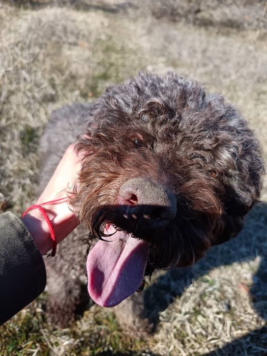 Lagotto Romagnolo / Лагото романьоло