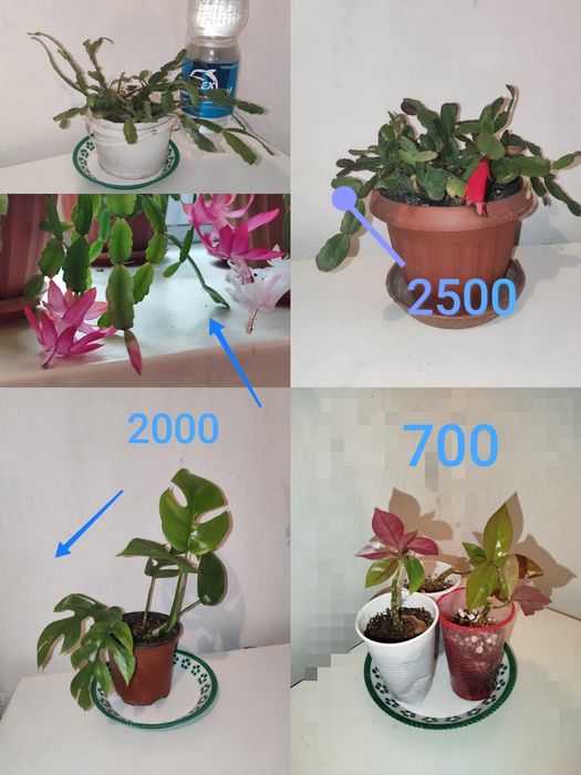 Продается - декабрист на выбор и др.