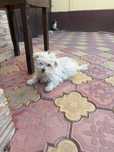 Donez Bichon Maltez !!