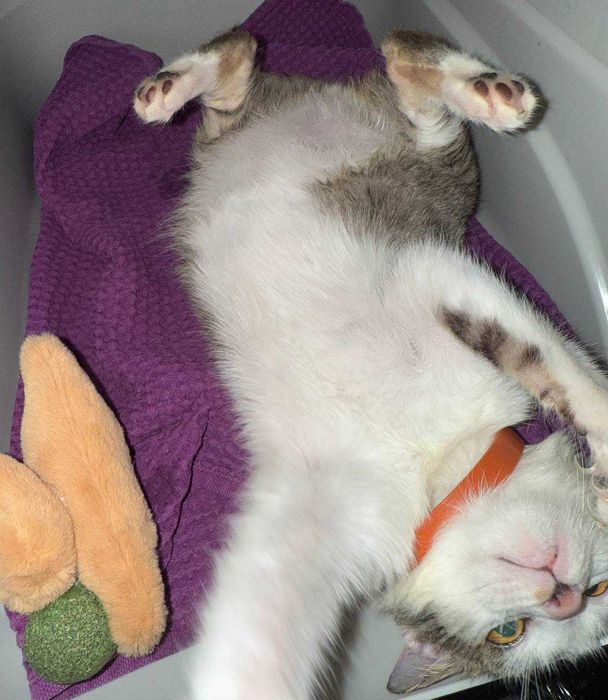 Не просто котёнок — маленькая подруга на всю жизнь