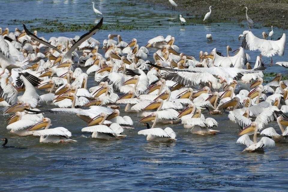 Excursie Delta Dunării,Transfer in Delta