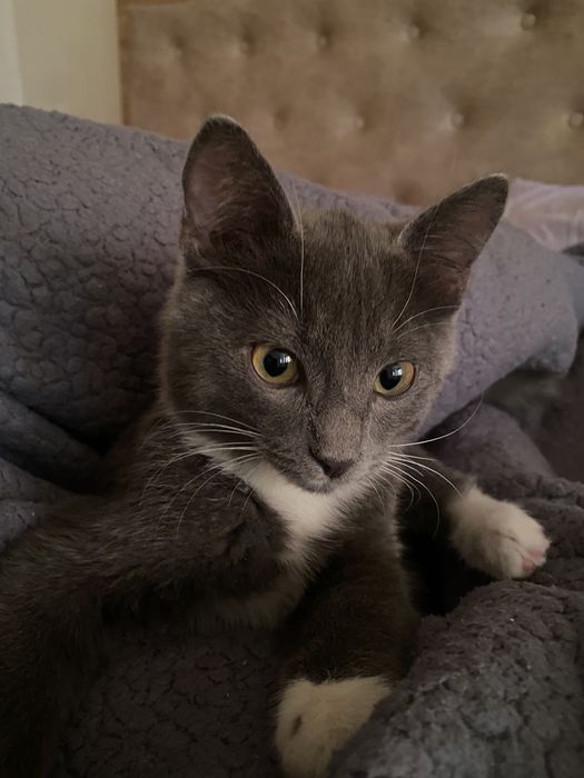 Отдаю котенка мальчика