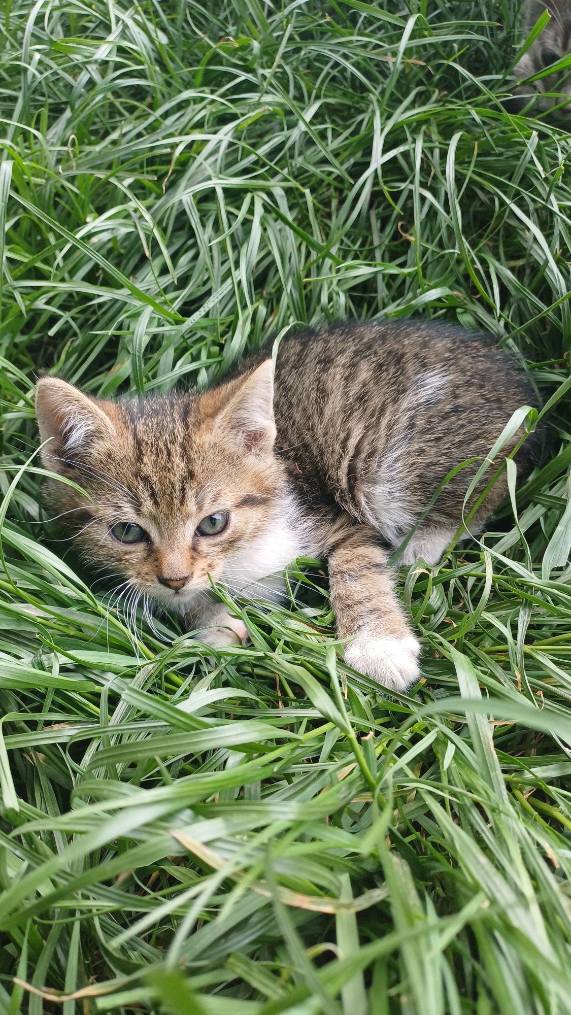 Donez pisici (mici și mari)
