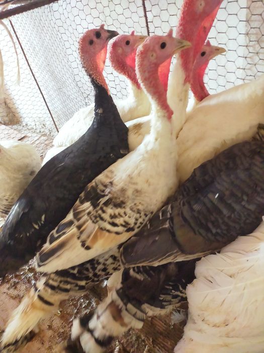 Индюки шикарные молодые