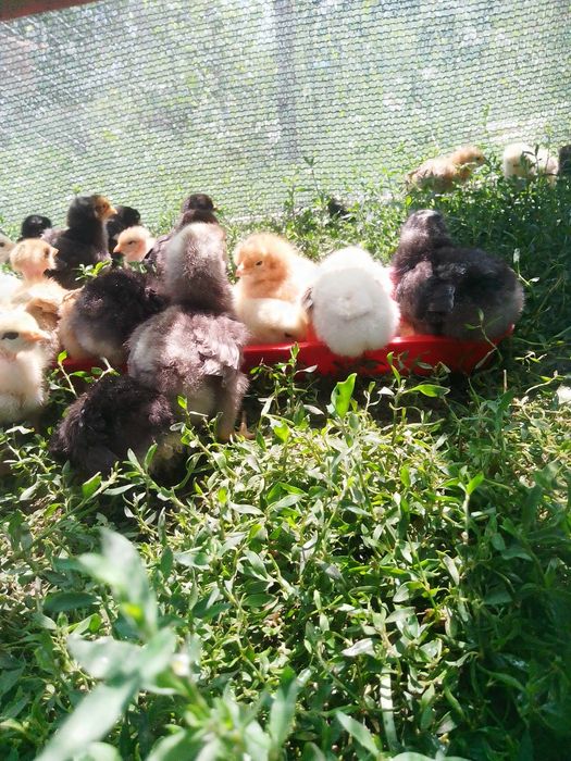 Pui de o zi , australorp și pui de curte