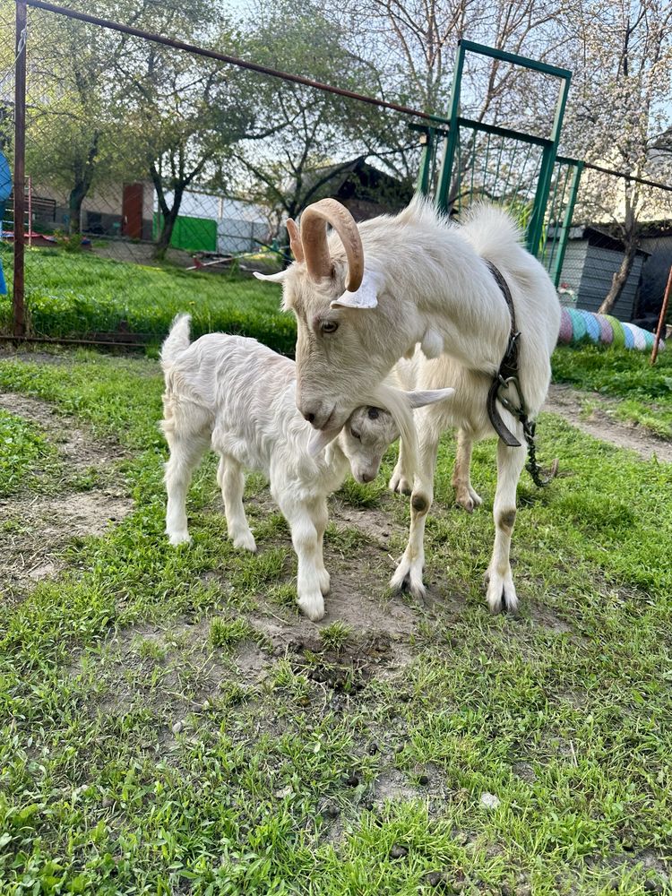 Продам породистых козочек и козлика