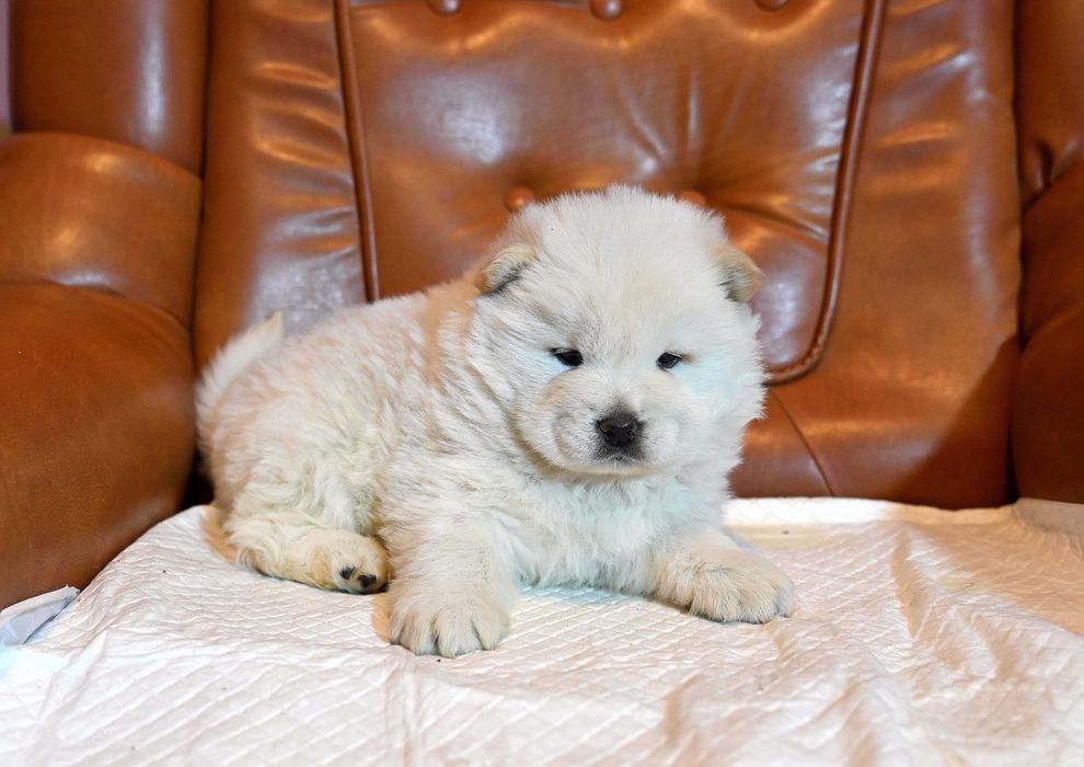 Pui Chou Chow din parinti cu pedigree