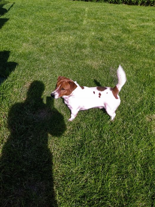 Джак Ръсел Териер