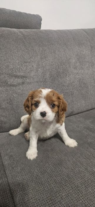 Кавалер Кинг Чарлз Шпаньол.