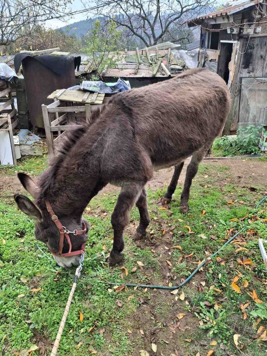 Магаре женско на 9 години