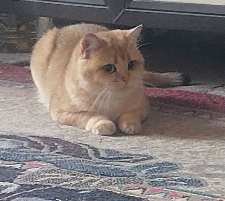 Британская Золотая Шиншилка