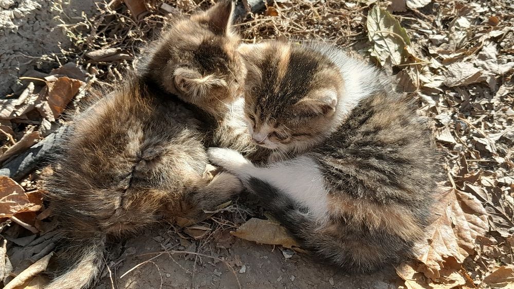 Отдадим в хорошие руки котят