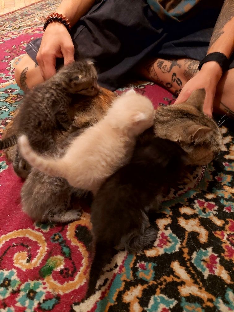 Котята вислоухие