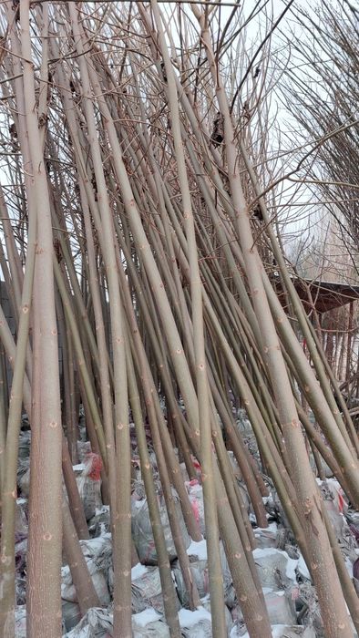 Павловния икки йиллик 2000дона.
2 йиллик б иккиаландлиги 6-10метр.
Таг