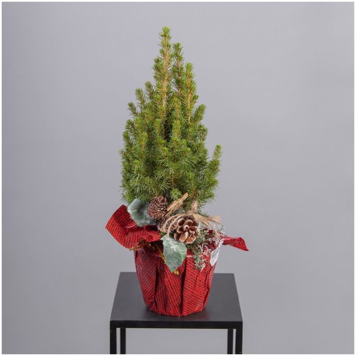 Продам ёлка живая зелёная в горшке новогодняя