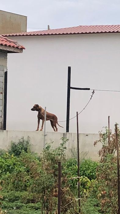 Родезайски ричбек