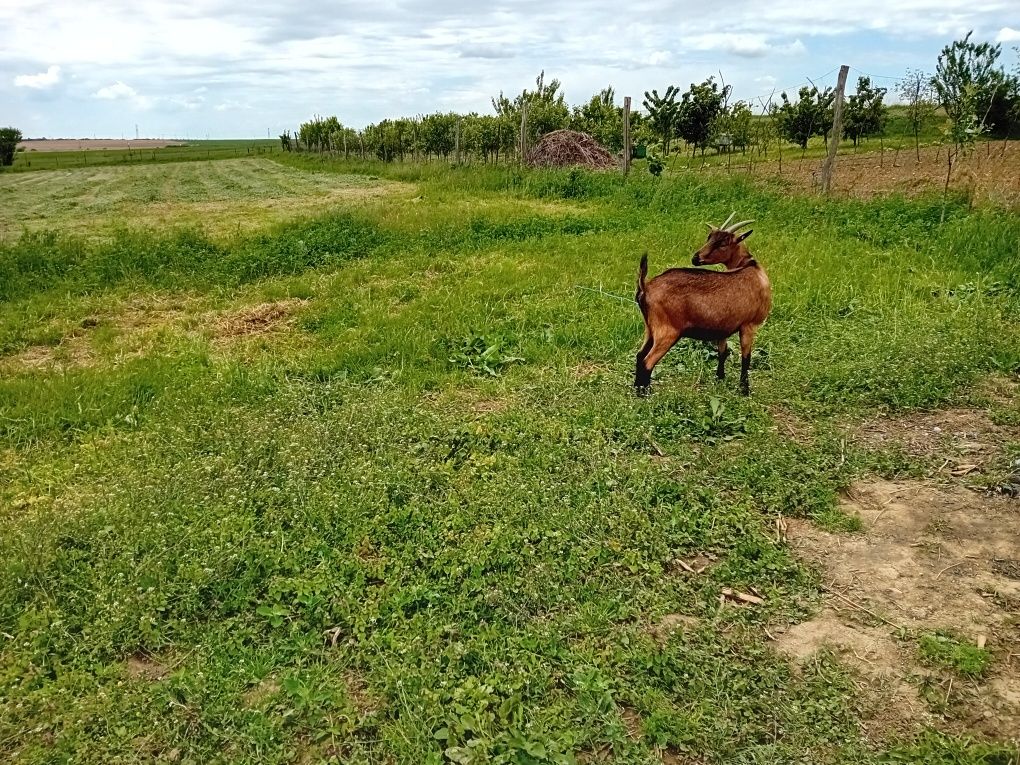 Vând capră alpina francez