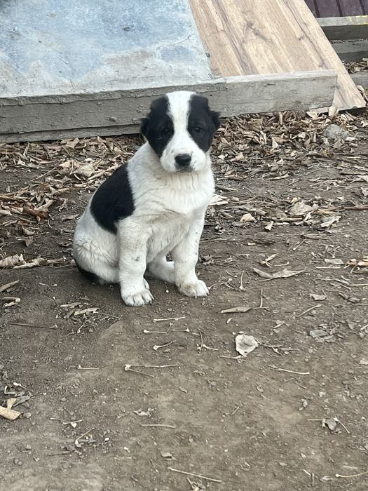 Алабай щенок 23 дня