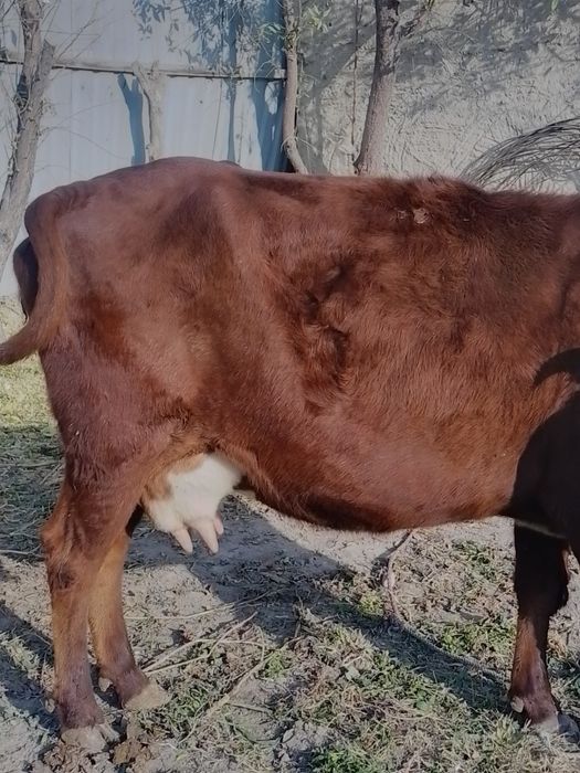 Ona bola sigir sotiladi bolasi urxochi 25 mln kami bor