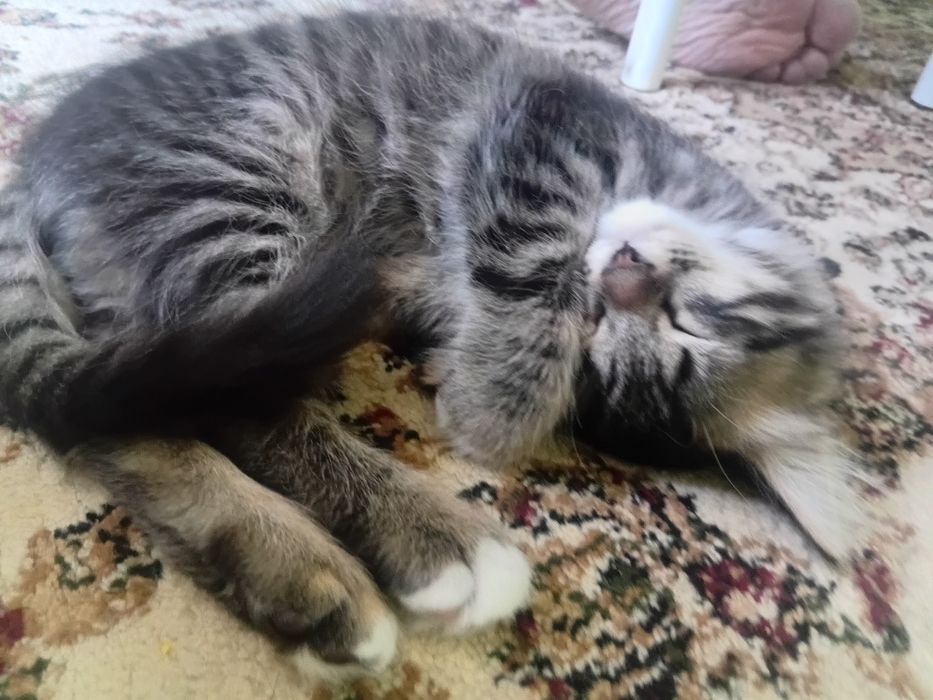 Отдам котика в добрые руки