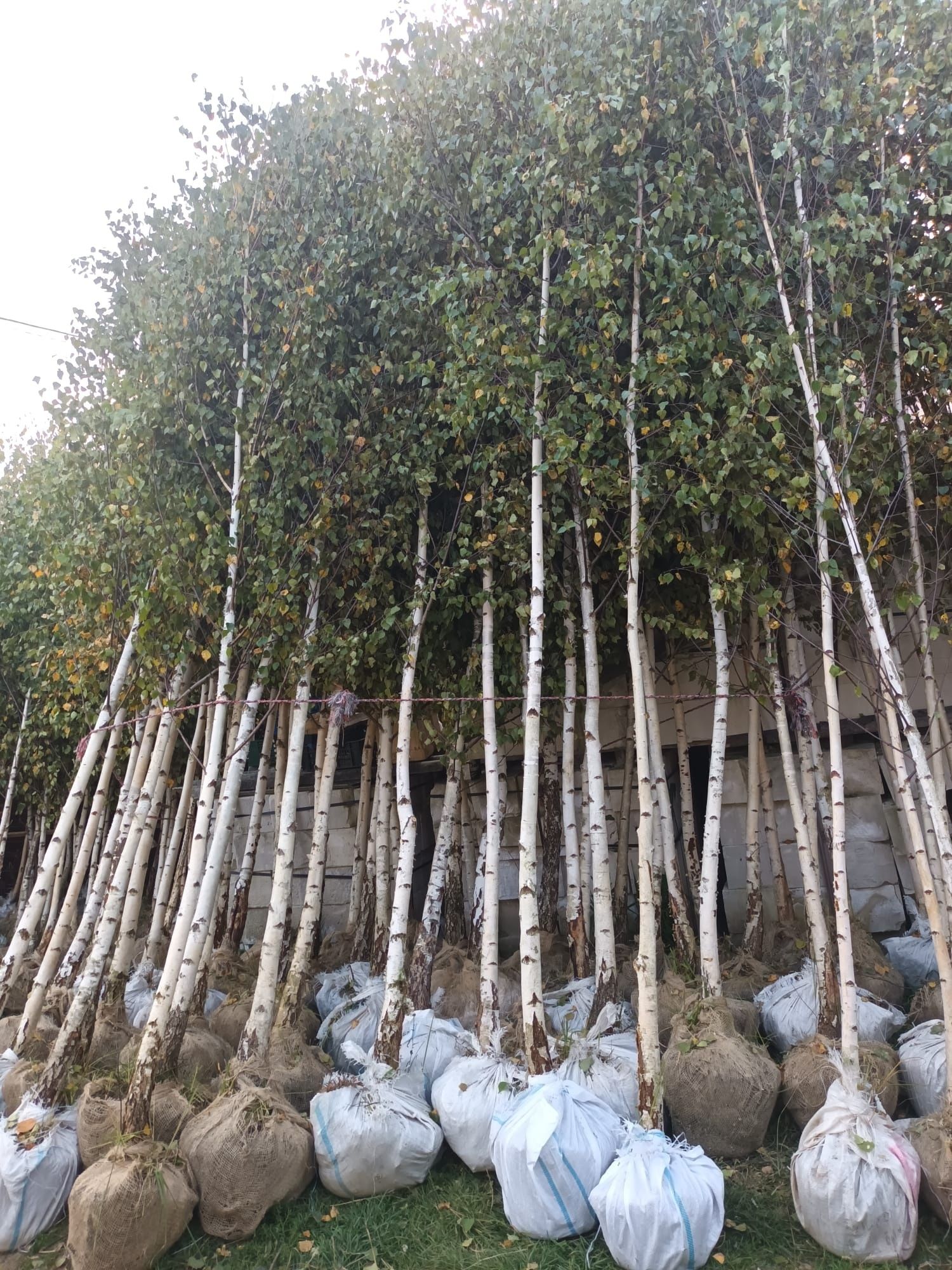 Vând tuia thuja plantă ornamentală