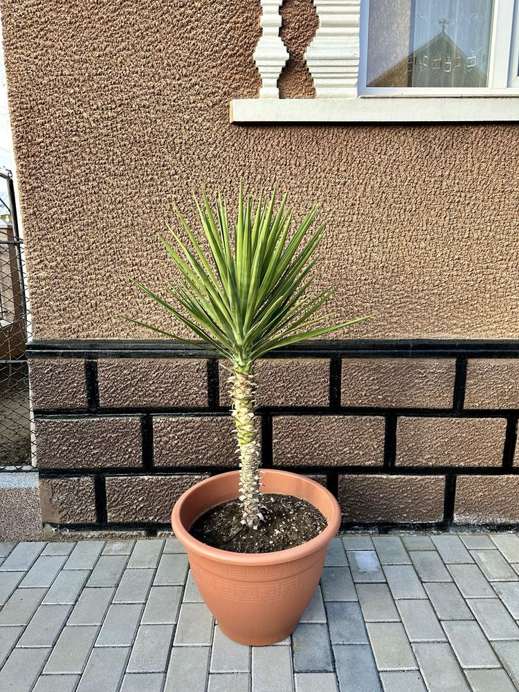 Plante de vanzare: Aloe Yucca