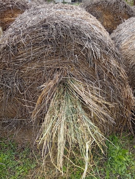 Baloți                .