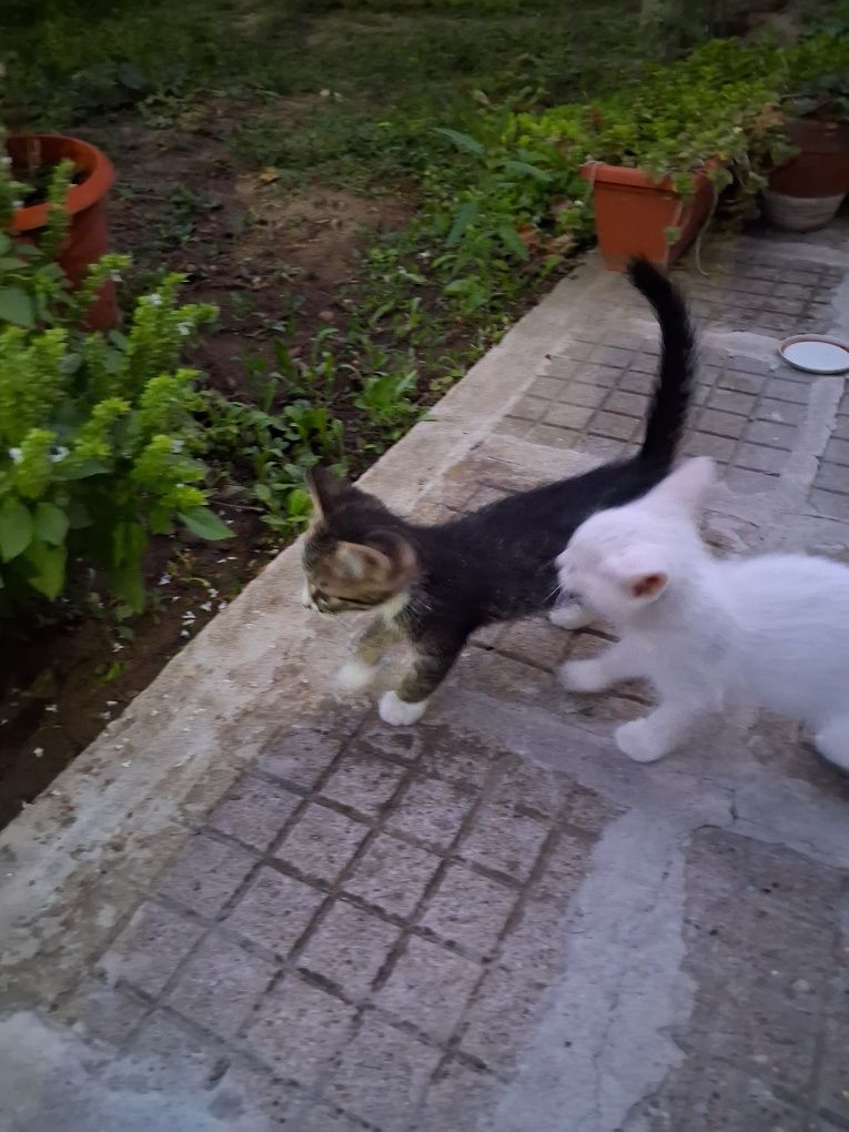 Подарявам котета