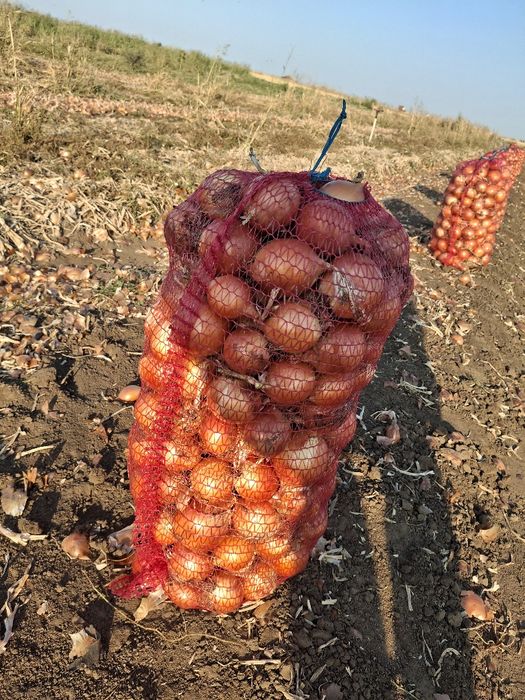 Ceapa galbena din samanta recolta 2025