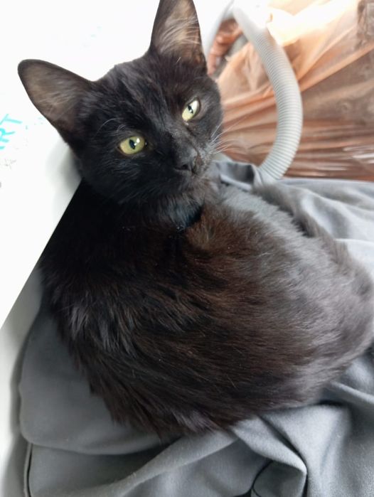 Отдам котят черного и белого