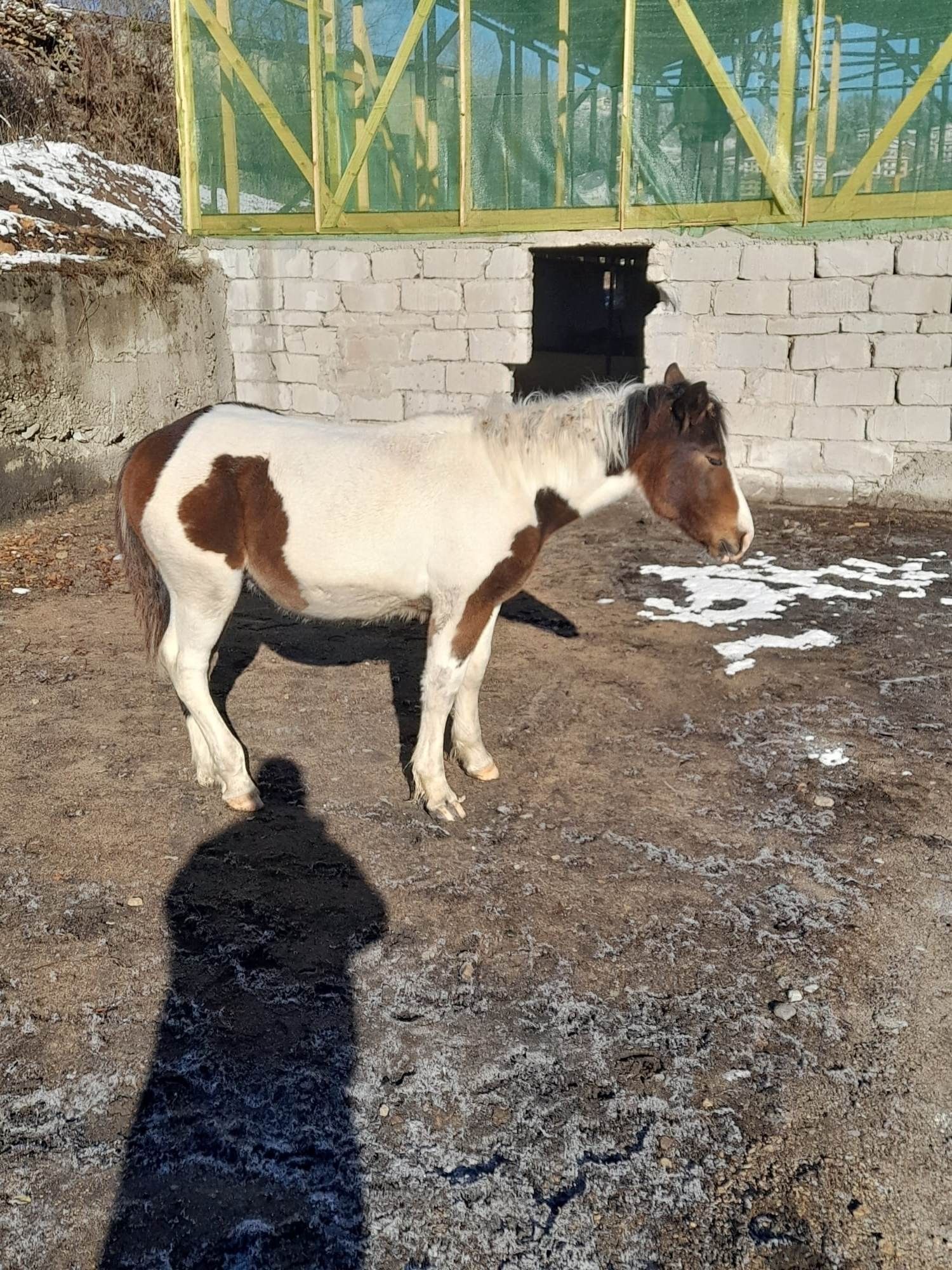 Женска кобила тежковоз