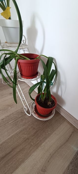 Кливия оранжеви цветове