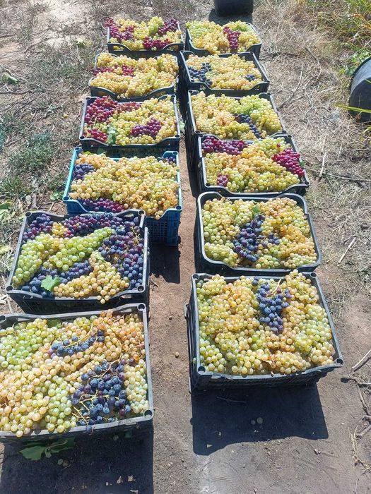 Struguri vin diferite soiuri