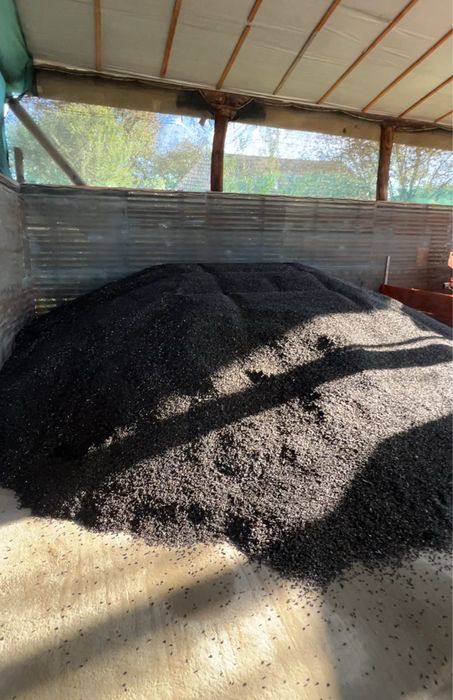 FLOAREA SOARELUI, recolta 2025