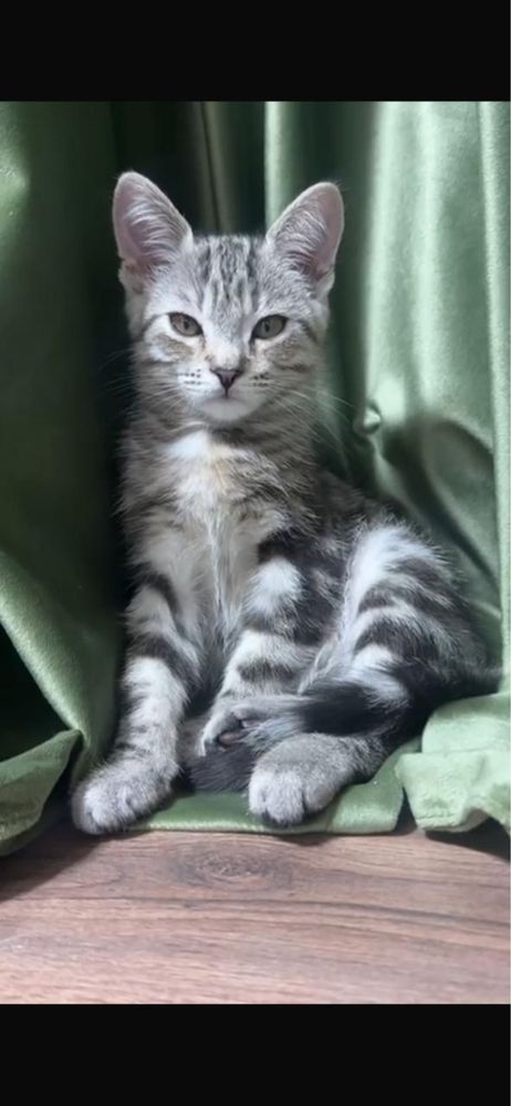 Котенок метис Мейнкун с мраморным британцем