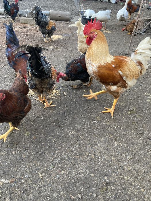 Gaste si cocosi crescuti cu hrana bio
