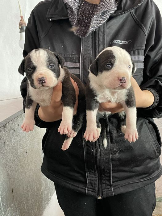 Американски Син питбул/American pitbull /blue nose