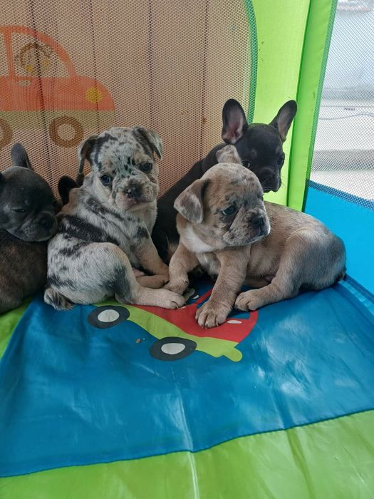 Френски булдог -булдочета