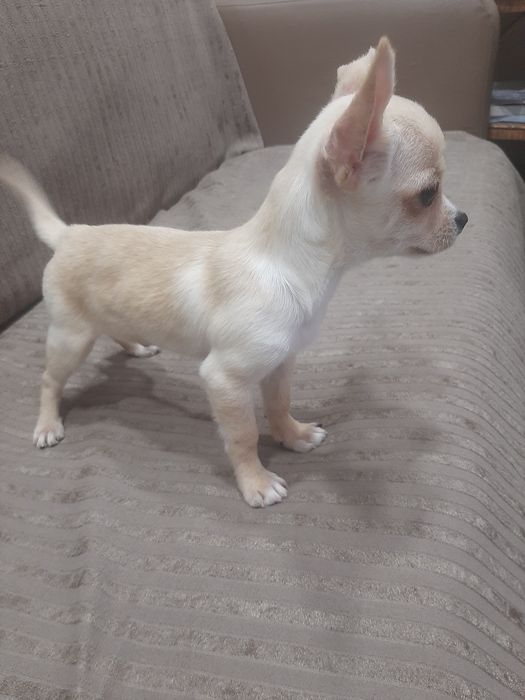 Чихуахуа мини момченце