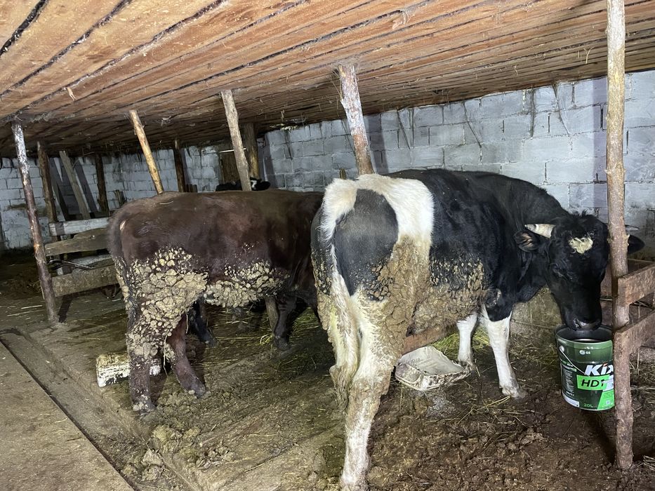 Продам 2 бычков 2 годовалые