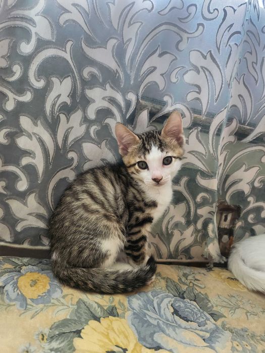 Бенгало Сфински котки