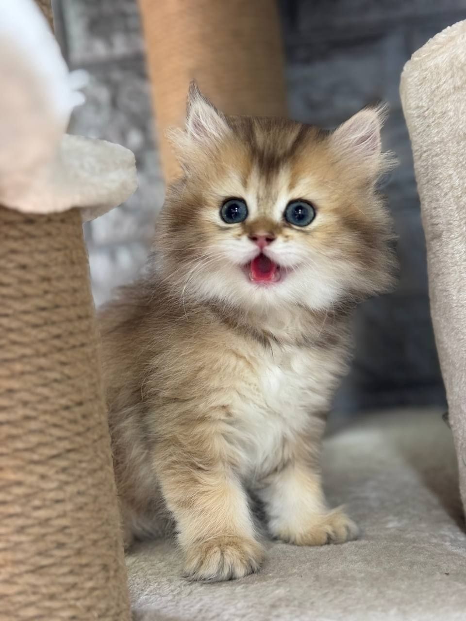 Котенок, мушукча