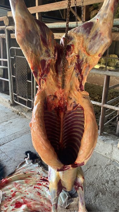 Жабагылар Сатылады Жетыконырдын кумдыкы