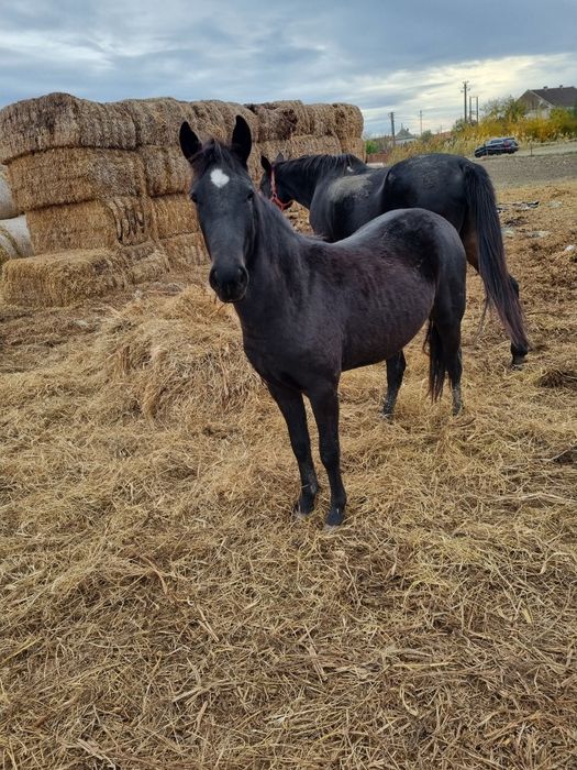 Vând sau schimb manză