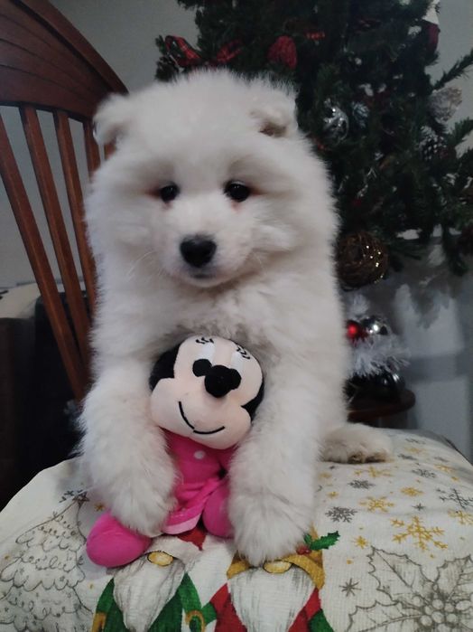 Прекрасни самоедчета.